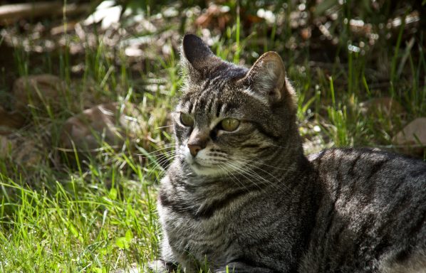 Tierheilpraxis Koch-Hartke Teutoburger Wald OWL