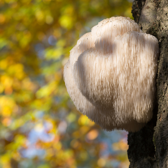 Tierheilpraxis Koch-Hartke Teutoburger Wald OWL